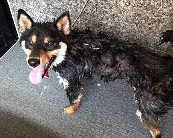 f:id:masami_takasu:20171101112727j:plain