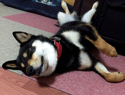 f:id:masami_takasu:20171101112741j:plain