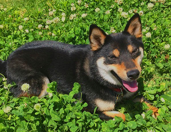 f:id:masami_takasu:20171101112755j:plain