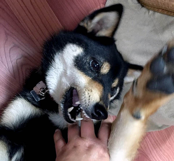 f:id:masami_takasu:20171101112811j:plain