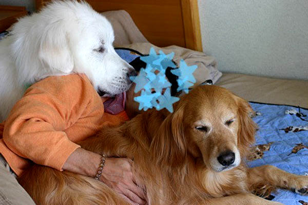 f:id:masami_takasu:20171101154803j:plain