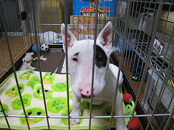 f:id:masami_takasu:20171103133002j:plain