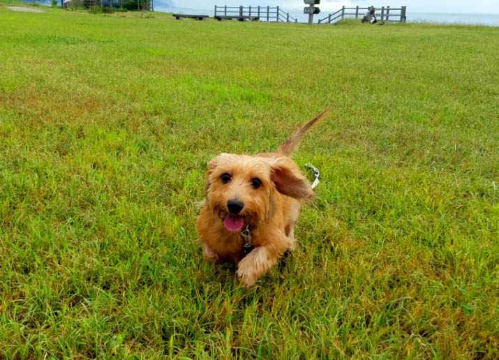 f:id:masami_takasu:20171105153848j:plain