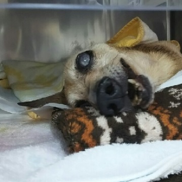 f:id:masami_takasu:20171105161313j:plain