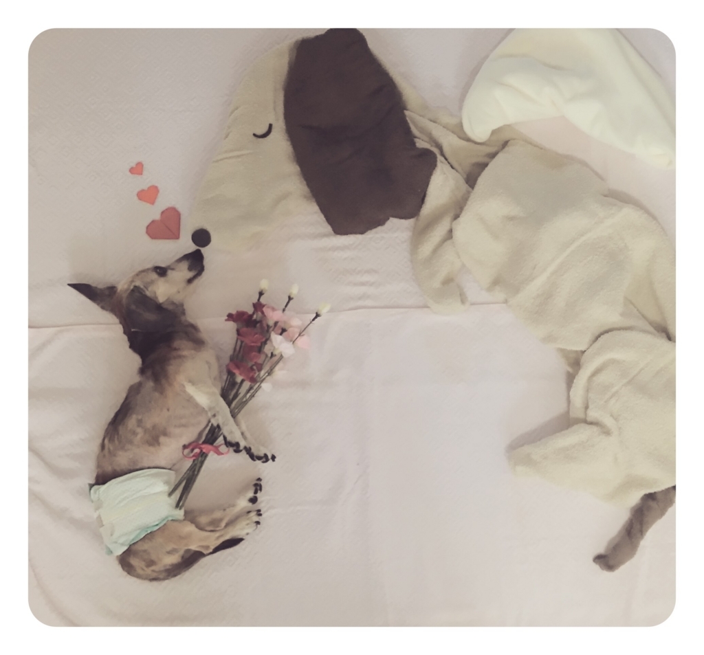 f:id:masami_takasu:20171105171126j:plain