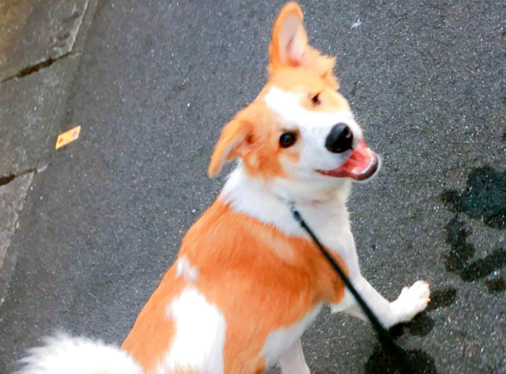 f:id:masami_takasu:20171119143121j:plain