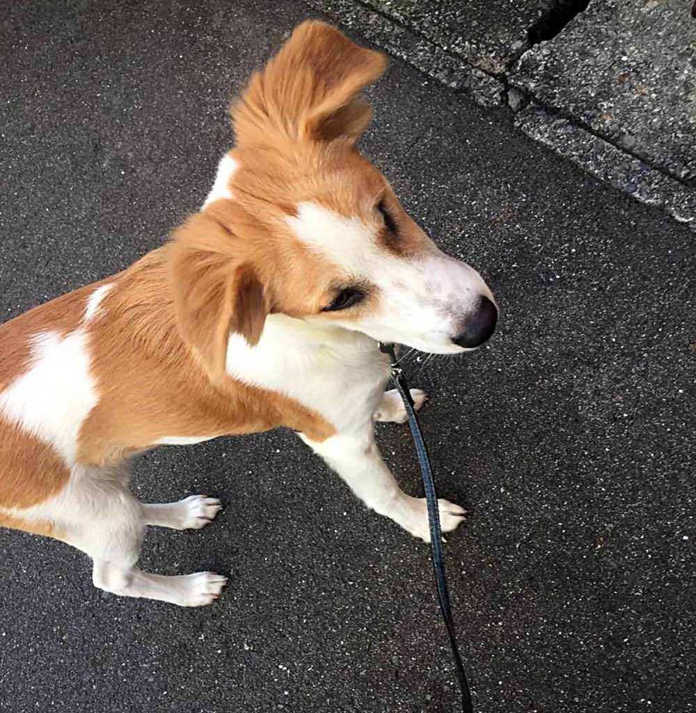 f:id:masami_takasu:20171119143253j:plain