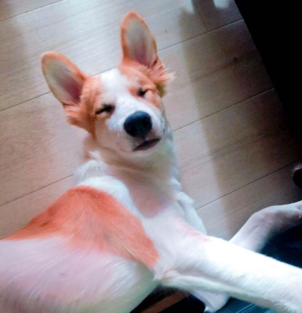 f:id:masami_takasu:20171119143351j:plain