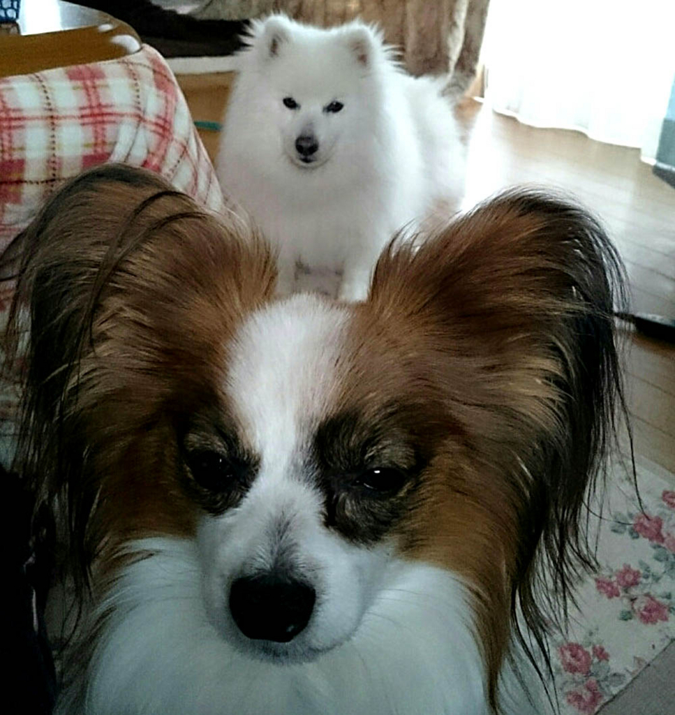 f:id:masami_takasu:20171126071324j:plain f:id:masami_takasu:20171126071324j:plain