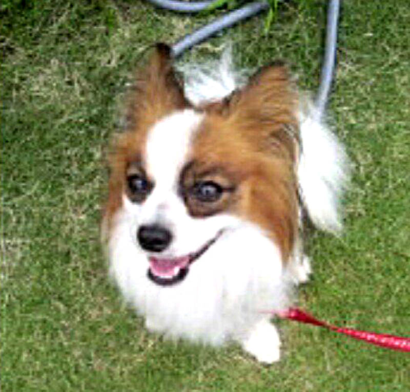 f:id:masami_takasu:20171126072711j:plain