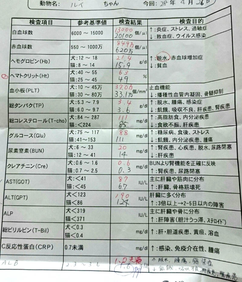血液検査の結果
