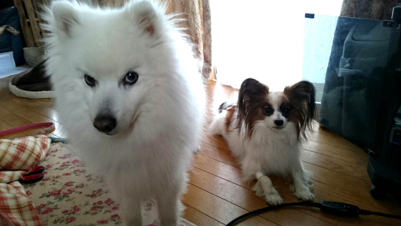 f:id:masami_takasu:20171126093504j:plain