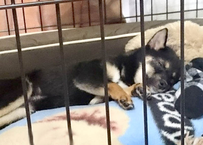 f:id:masami_takasu:20171127123328j:plain