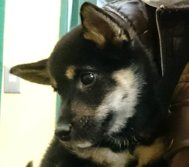 f:id:masami_takasu:20171127123348j:plain