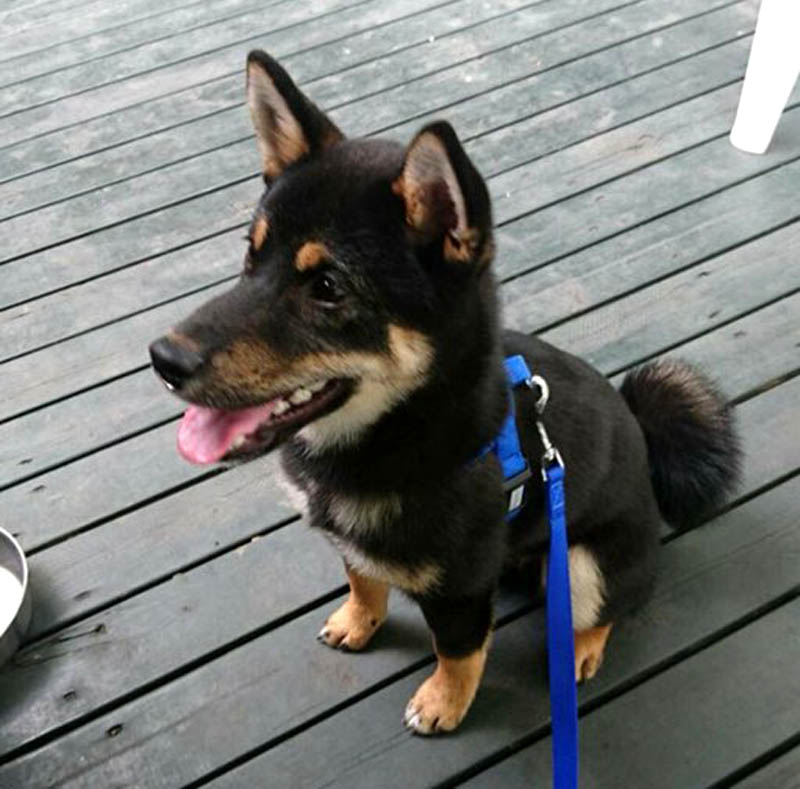 f:id:masami_takasu:20171127123607j:plain