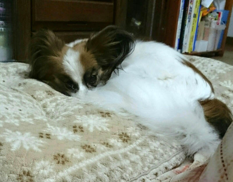 f:id:masami_takasu:20171128021552j:plain f:id:masami_takasu:20171128021552j:plain