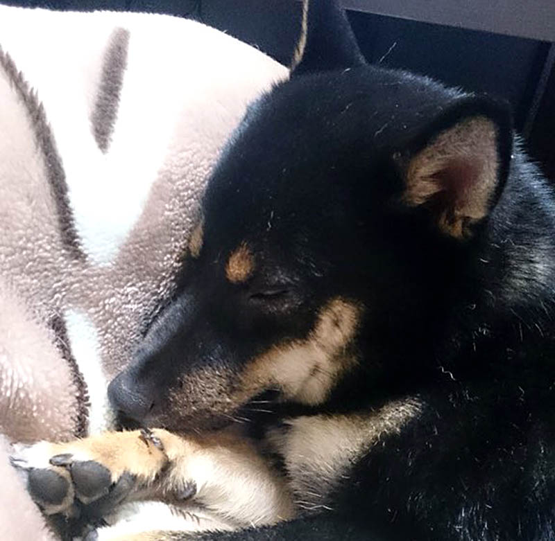 f:id:masami_takasu:20171128163142j:plain