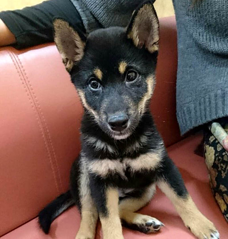 f:id:masami_takasu:20171128163203j:plain