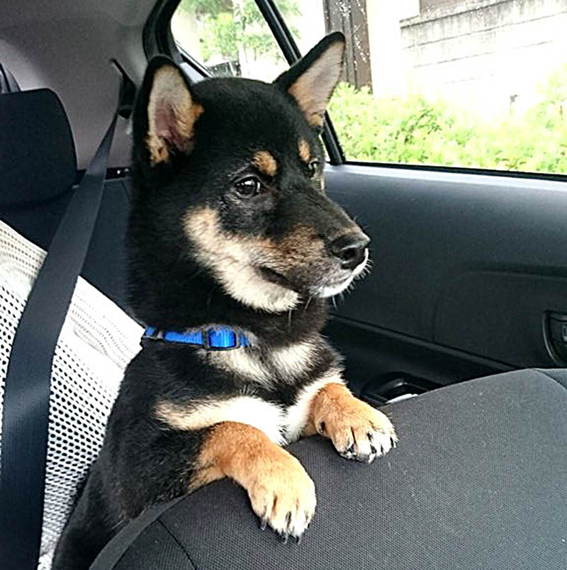 f:id:masami_takasu:20171128163838j:plain