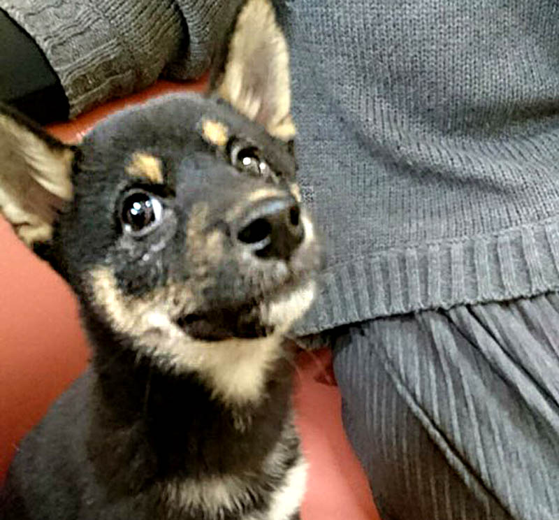 f:id:masami_takasu:20171129064940j:plain