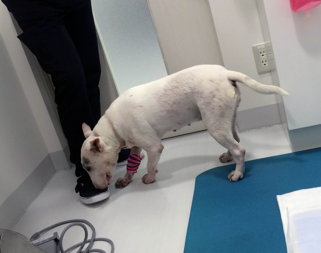 f:id:masami_takasu:20171204033519j:plain