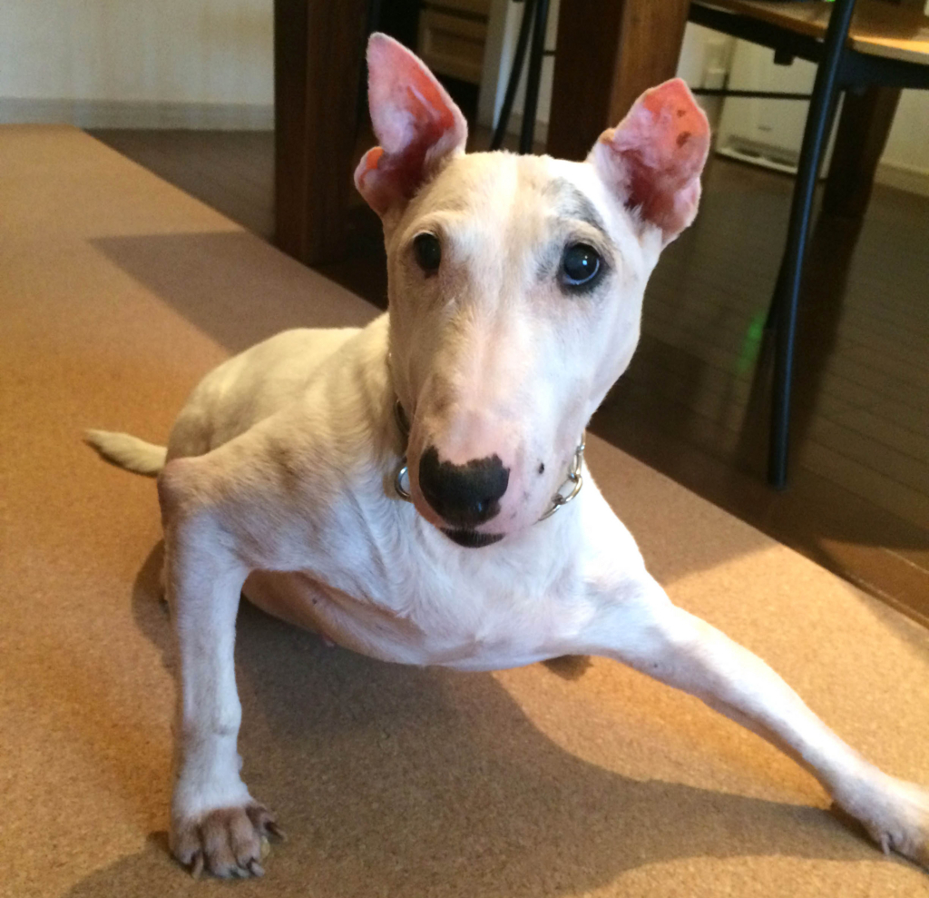 f:id:masami_takasu:20171227141022j:plain