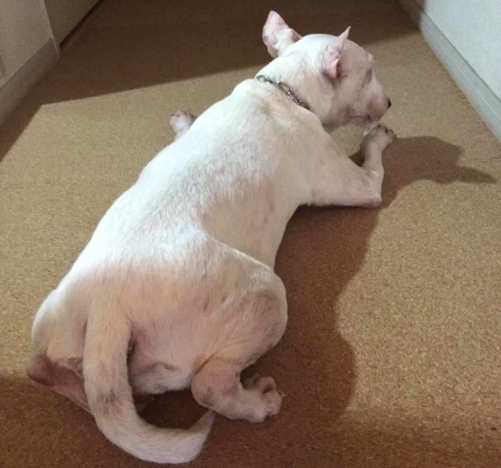 f:id:masami_takasu:20171227141211j:plain