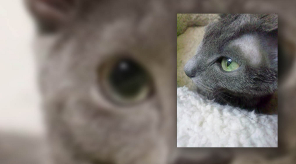 f:id:masami_takasu:20180128115941j:plain