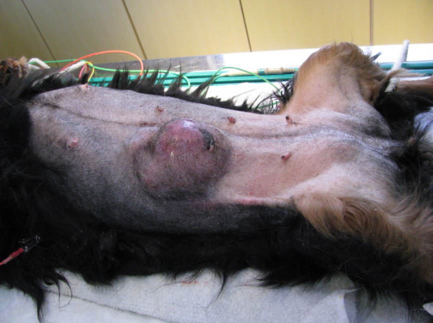 f:id:masami_takasu:20180211023226j:plain f:id:masami_takasu:20180211023226j:plain