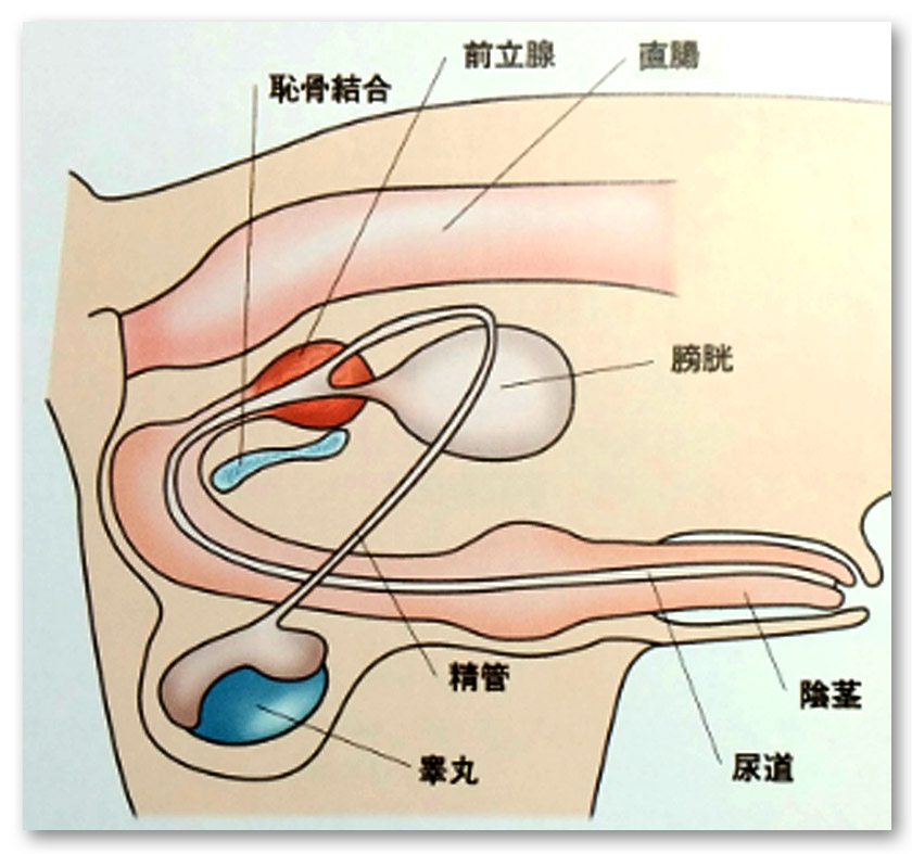 全膣戦の位置_解剖図
