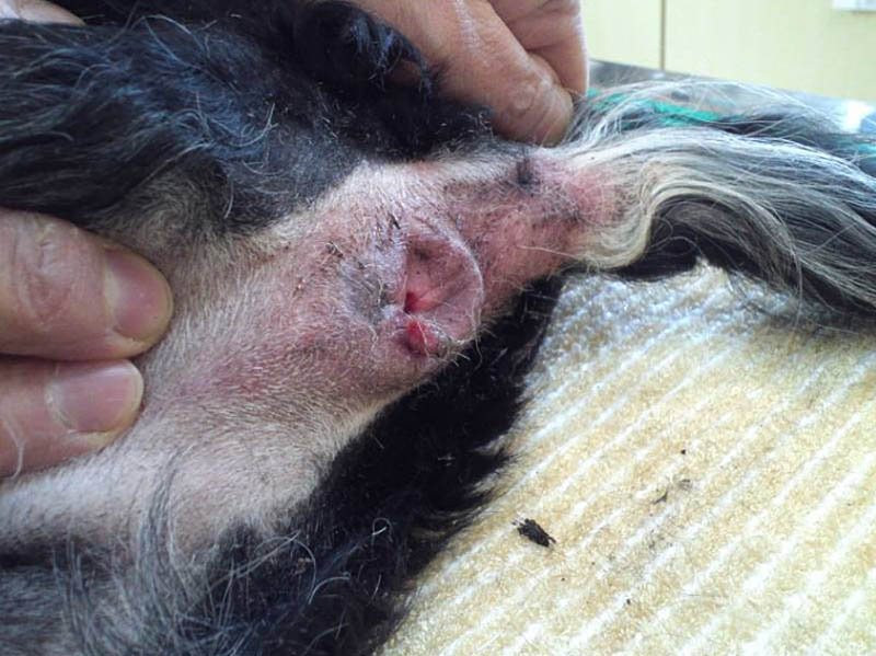 肛門に出来た腫瘍の写真