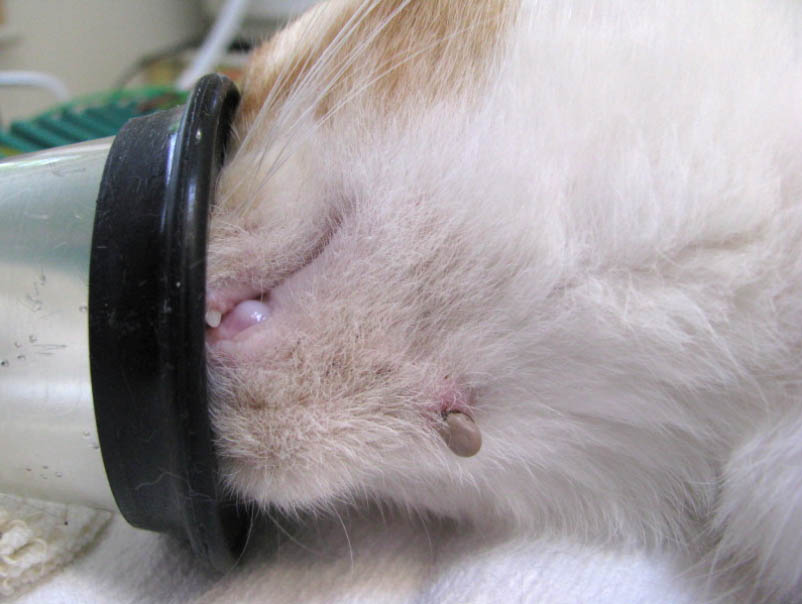 f:id:masami_takasu:20180214130116j:plain