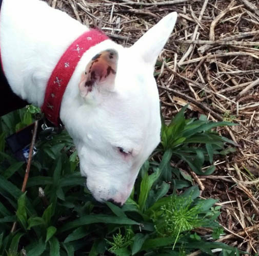 f:id:masami_takasu:20180214130404j:plain