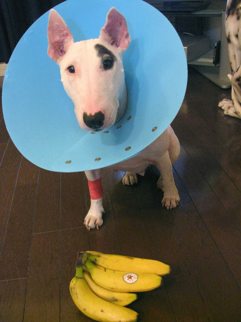 闘病中は、大好物を守らなきゃ