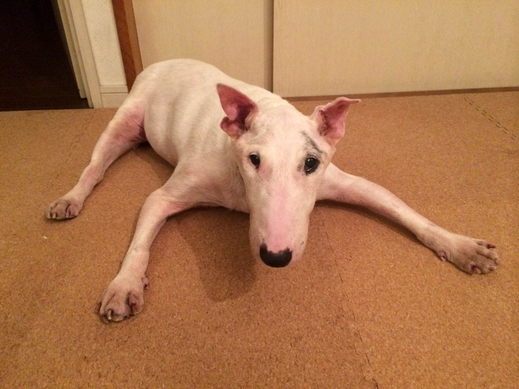 f:id:masami_takasu:20180218034752j:plain