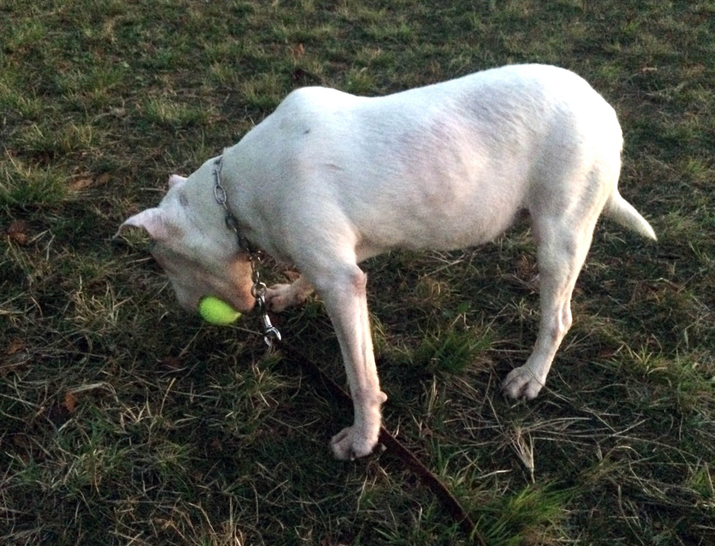 f:id:masami_takasu:20180218035234j:plain