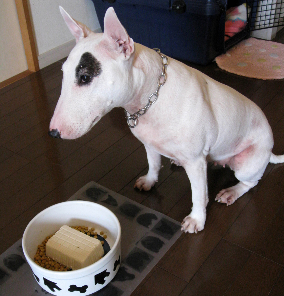 闘病中は、大好物を守らなきゃ