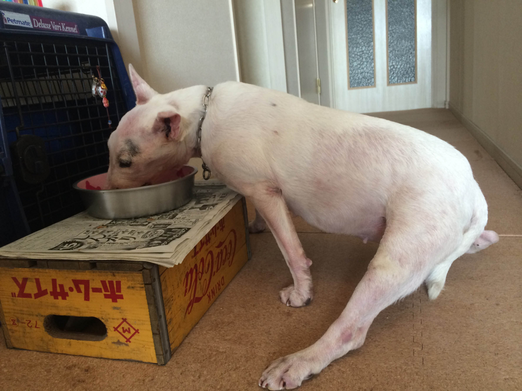 f:id:masami_takasu:20180219002706j:plain