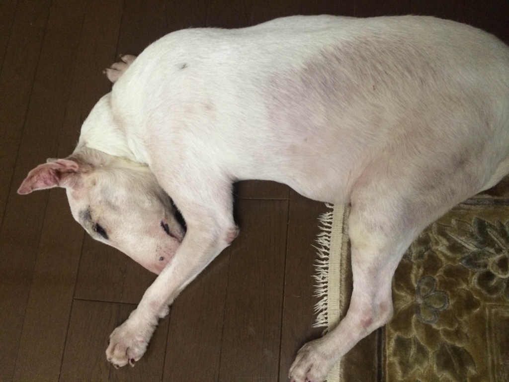 f:id:masami_takasu:20180219102912j:plain