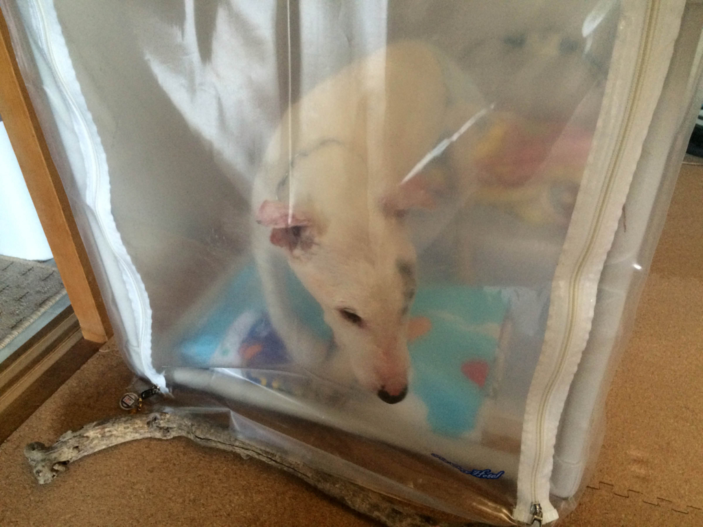 f:id:masami_takasu:20180314161100j:plain