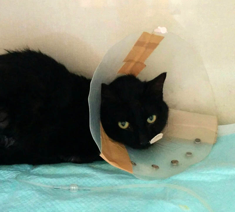 f:id:masami_takasu:20180327231325j:plain