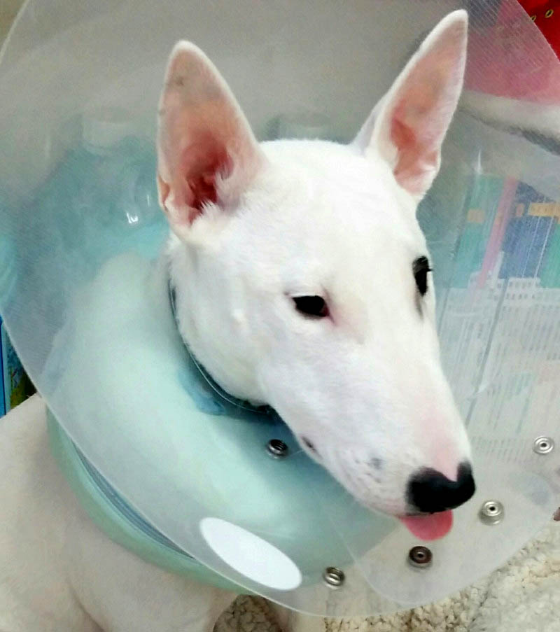 f:id:masami_takasu:20180402120533j:plain