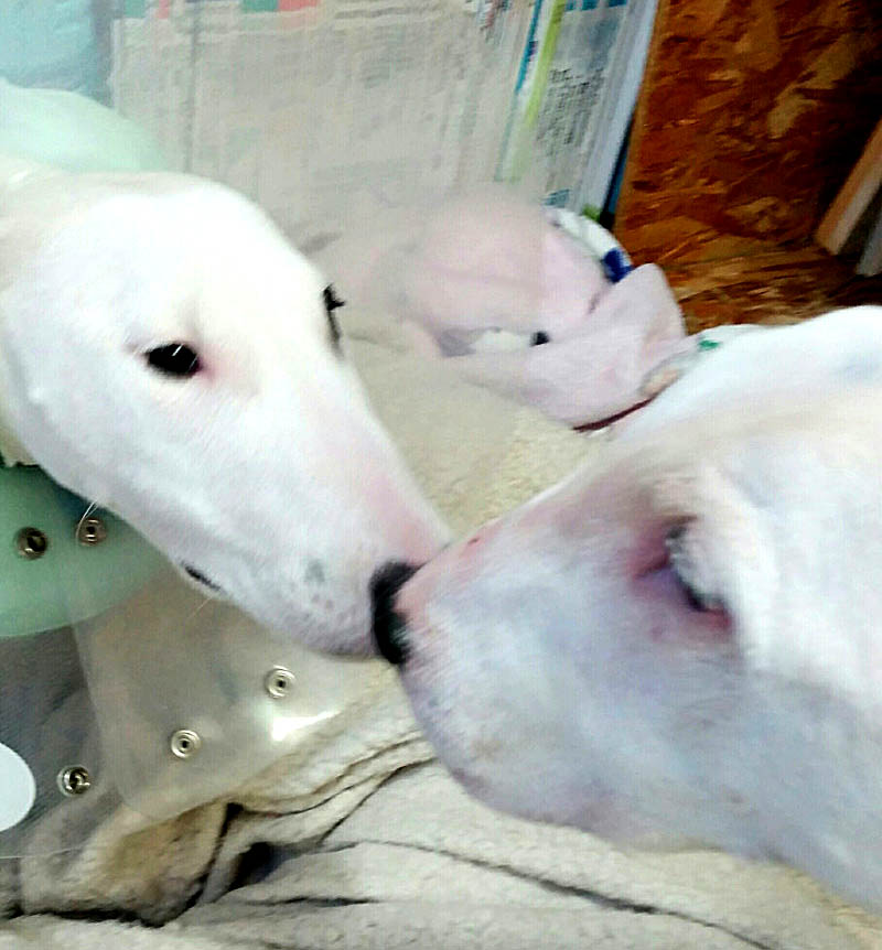 f:id:masami_takasu:20180402122458j:plain