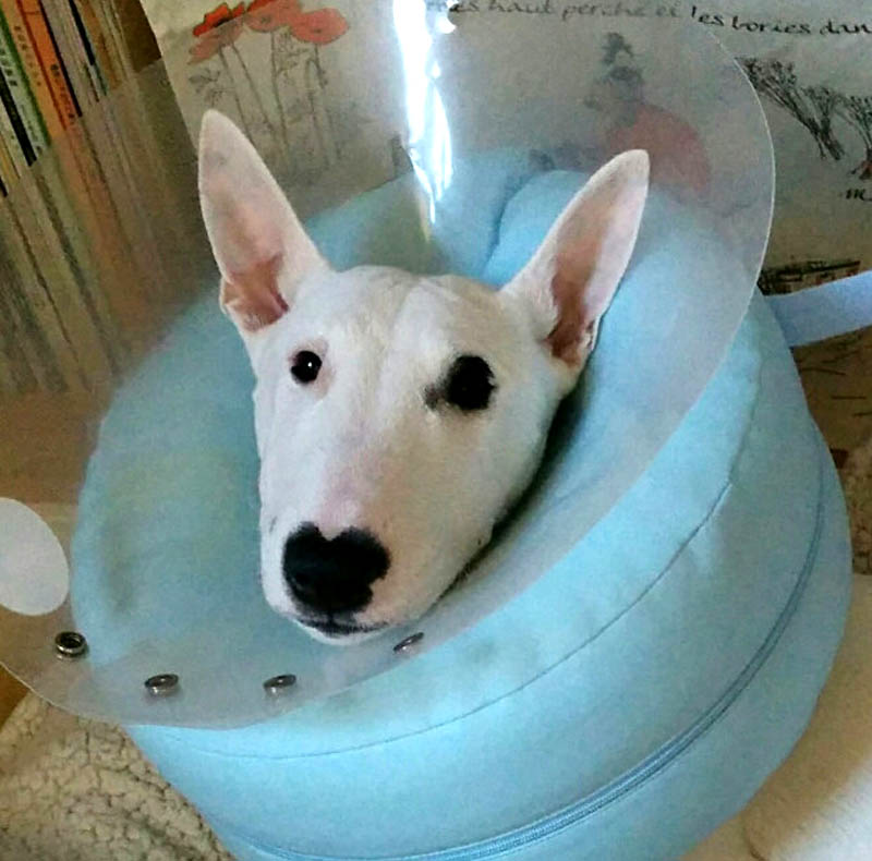 f:id:masami_takasu:20180402123344j:plain