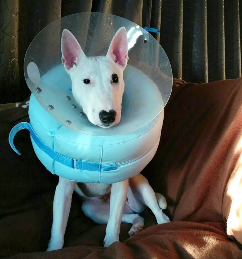 f:id:masami_takasu:20180402125648j:plain