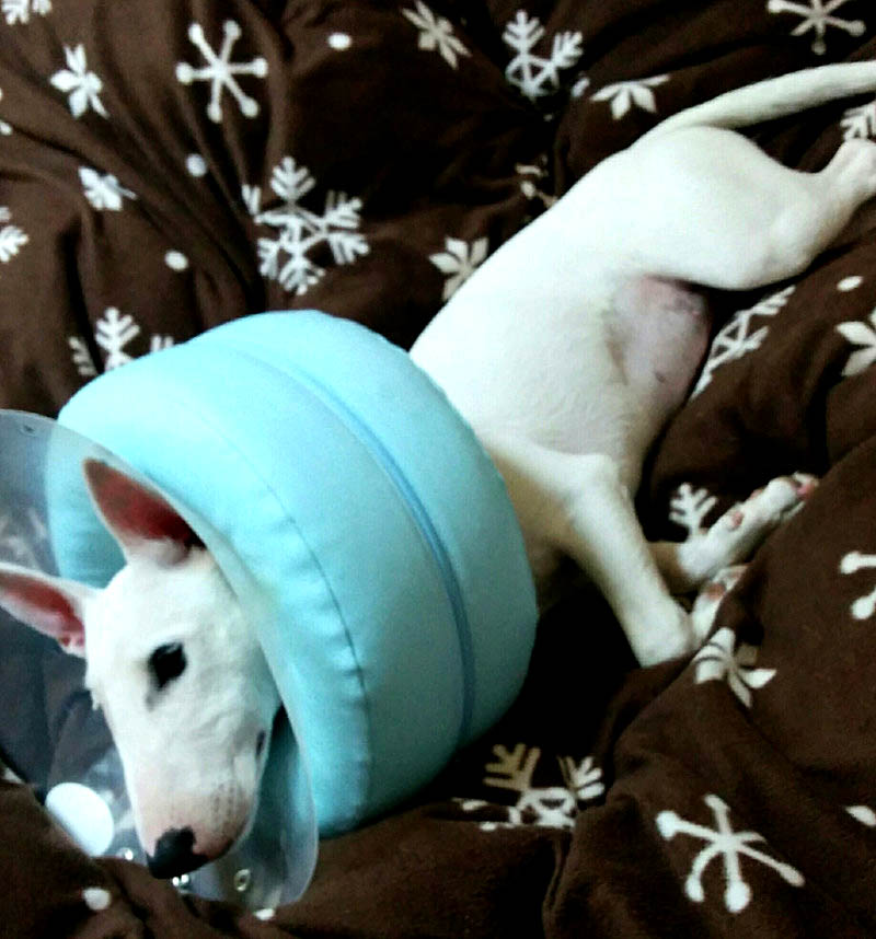 f:id:masami_takasu:20180402125845j:plain