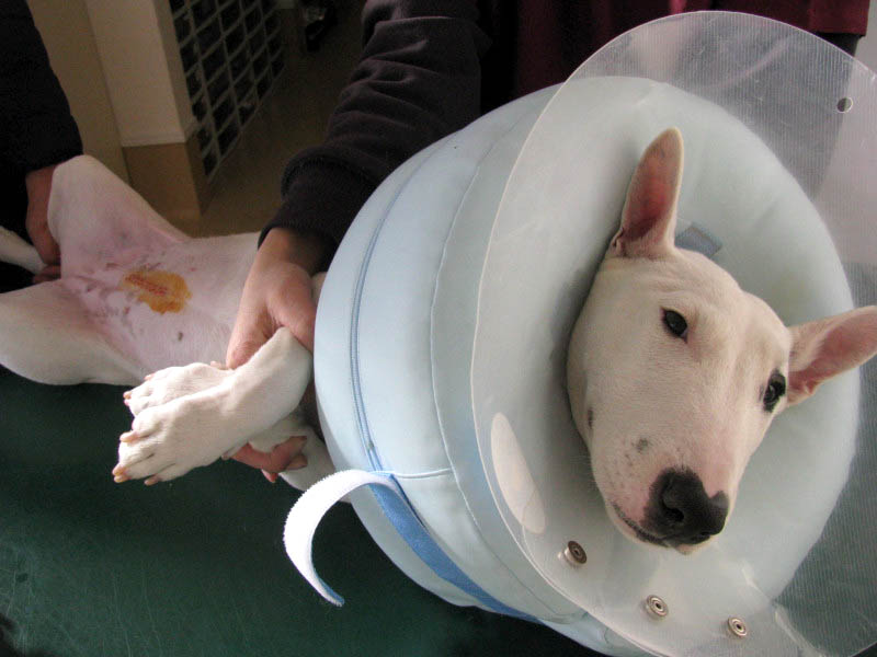 f:id:masami_takasu:20180402125947j:plain