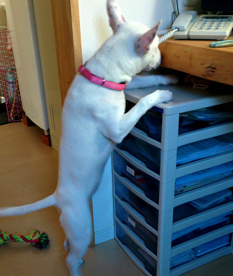 f:id:masami_takasu:20180402131139j:plain