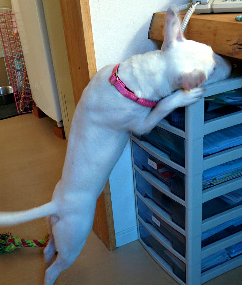 f:id:masami_takasu:20180402131152j:plain