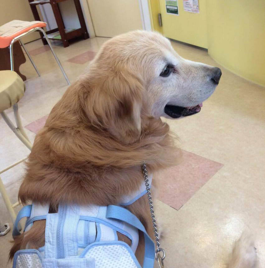 f:id:masami_takasu:20180408104258j:plain